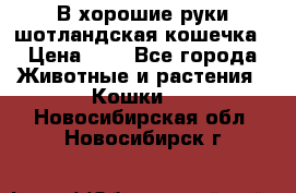 В хорошие руки шотландская кошечка › Цена ­ 7 - Все города Животные и растения » Кошки   . Новосибирская обл.,Новосибирск г.